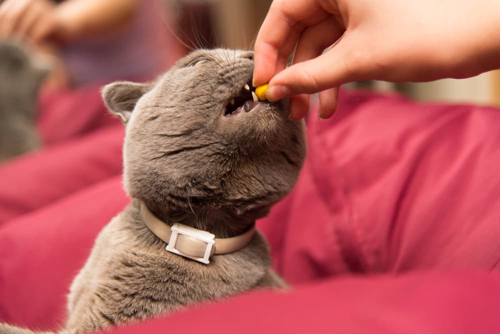 Cat getting a pill because it's in pain