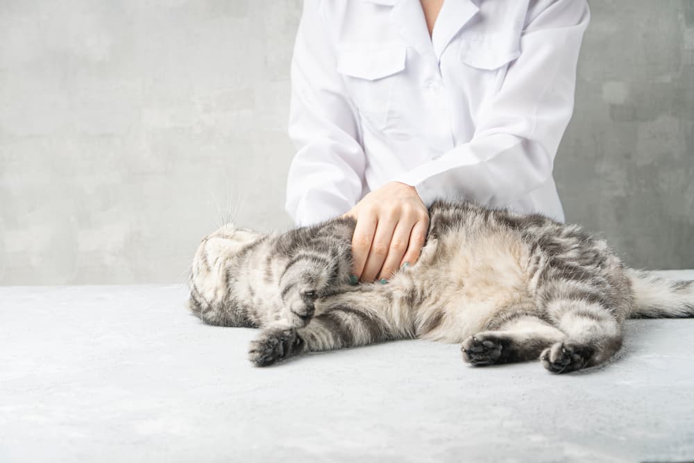 Cat with physical therapist
