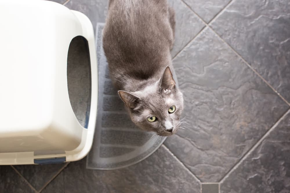 Cystitis in Cats