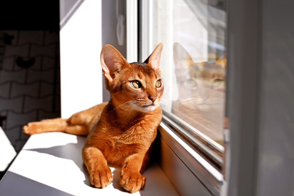 Abyssinian cat sitting on a windowsill in the sunlight