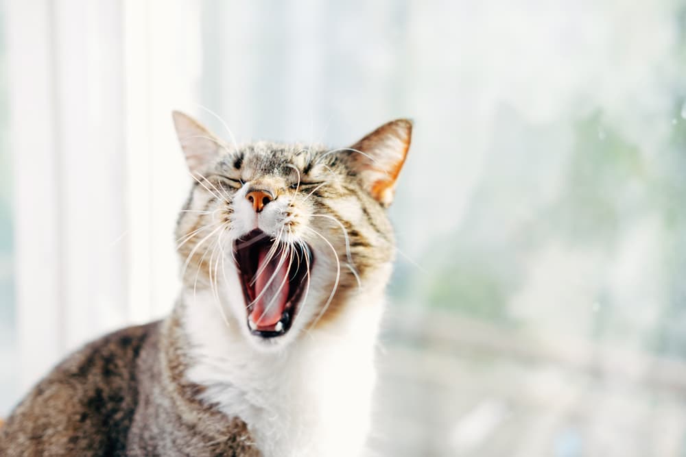 Cat yawning at home by window