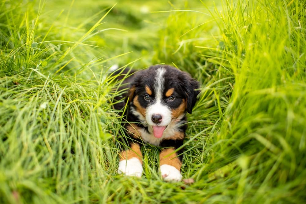 Cute puppy stretching in the grass