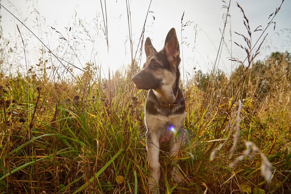 Dog standing in the grass in the autumn