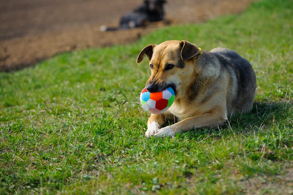 Dog holding on to ball