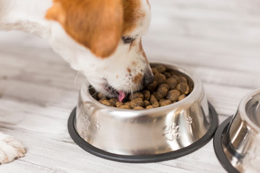 Does Dog Food Expire?