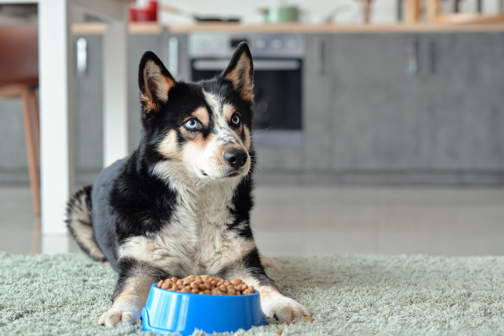 7 Dog Food Mistakes You Might Be Making