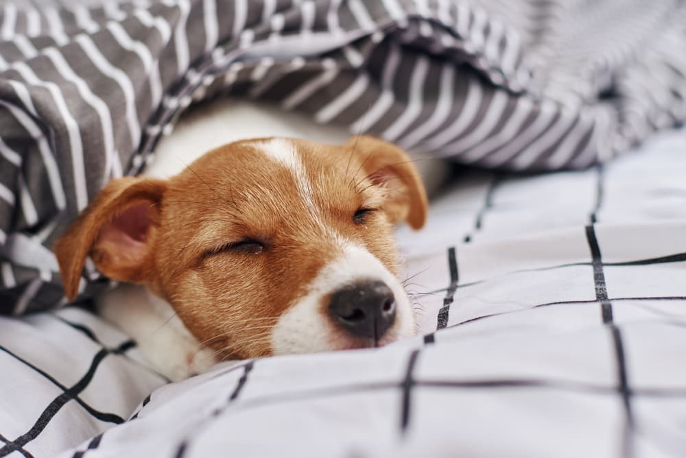 Dog snuggled in bed