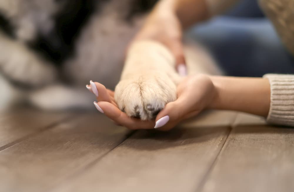 Pet parent holds a dog's paw in their hand