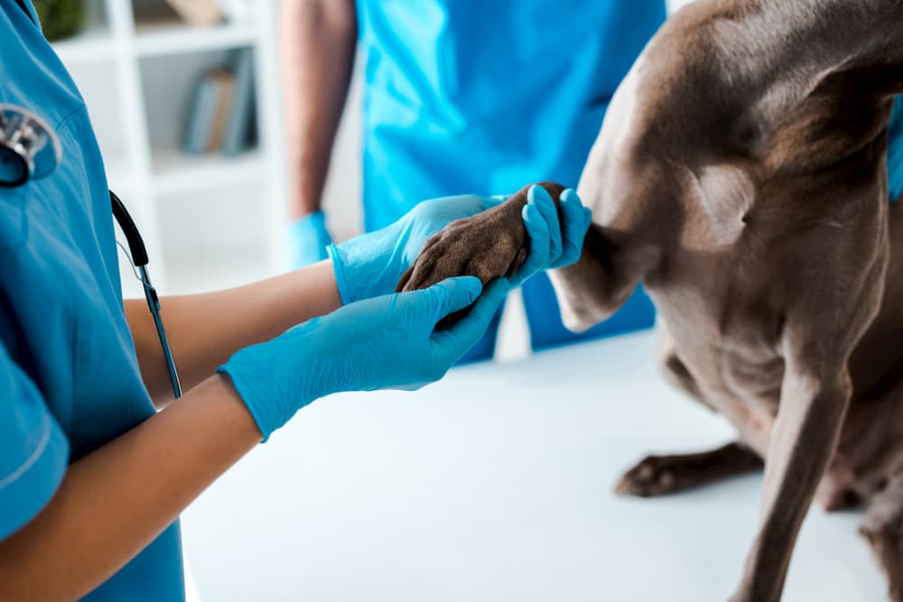 Veterinarian examines a dog's paw