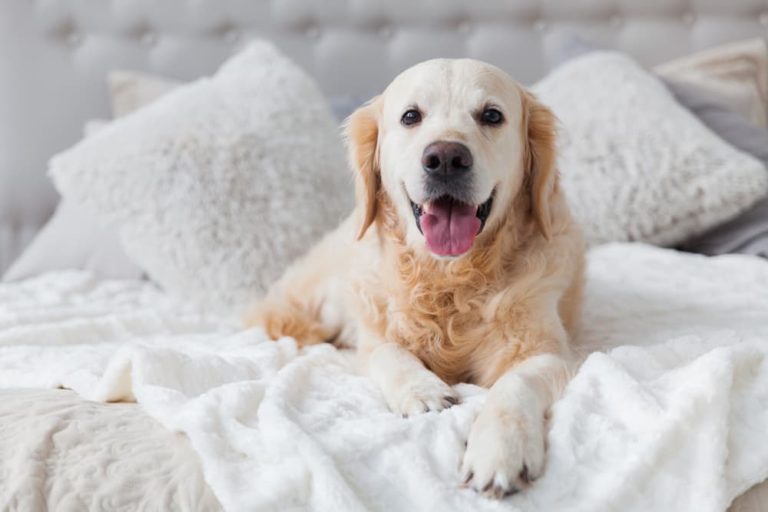 Happy dog on lovely white dog bed but why is dog peeing on bed