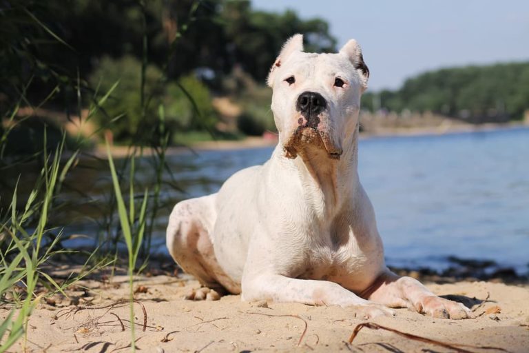Dogo Argentino laying next to a pond