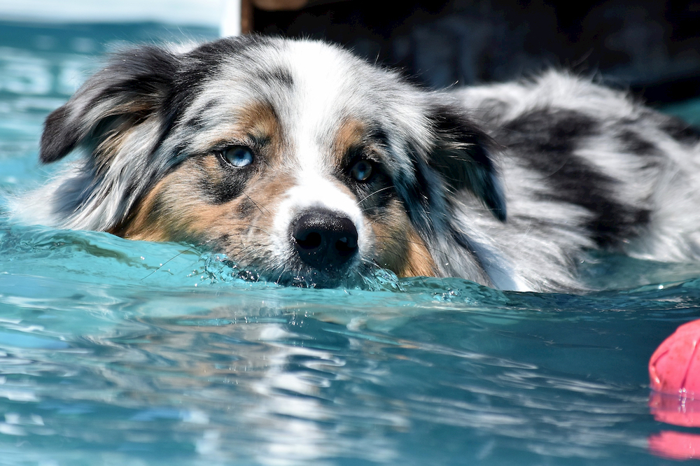 Happy dog swimming in a pool