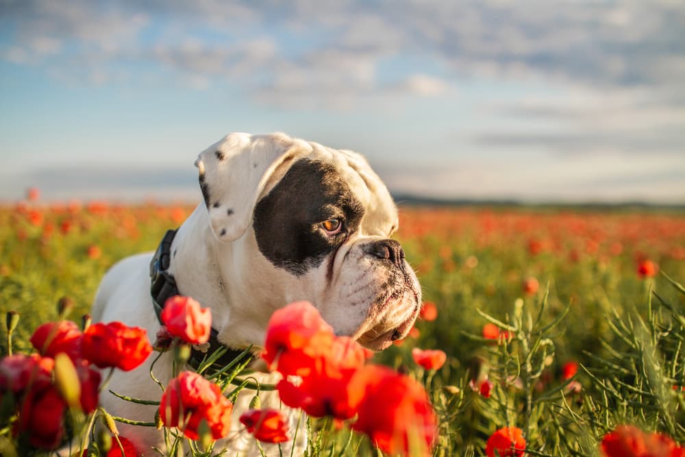 Dog standing in field with flowers having seasonal allergies