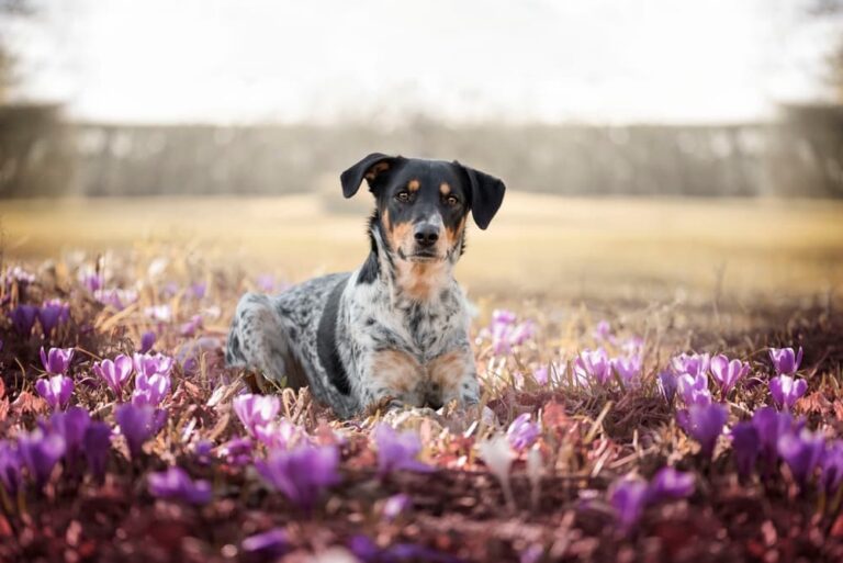 Dog laying in a field of flowers