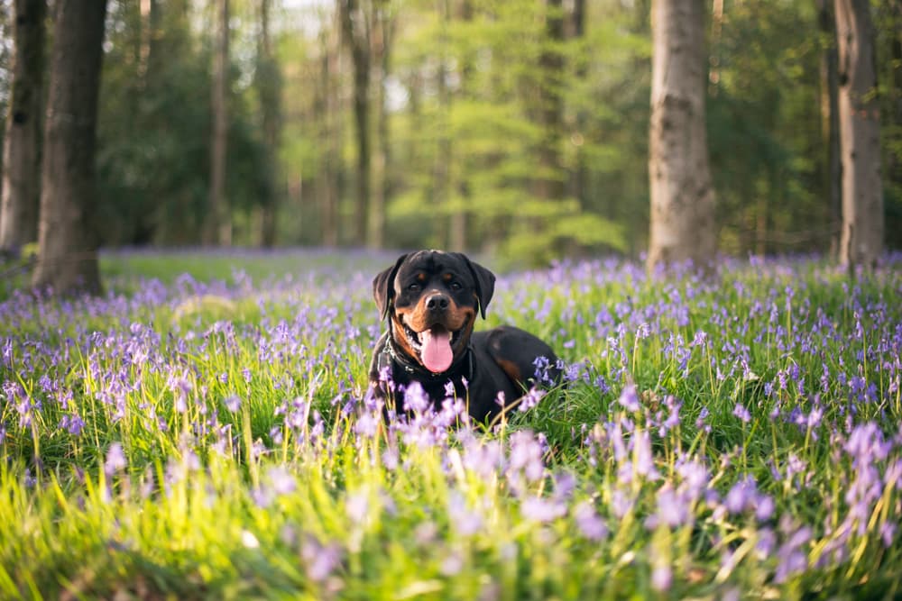 Dog standing in a field of wildflowers