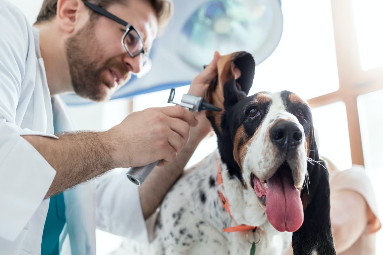 Ear Mites in Dogs