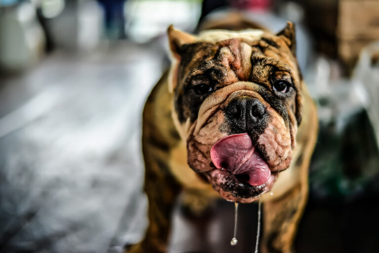 Cute bulldog demonstrating excessive drooling from the mouth
