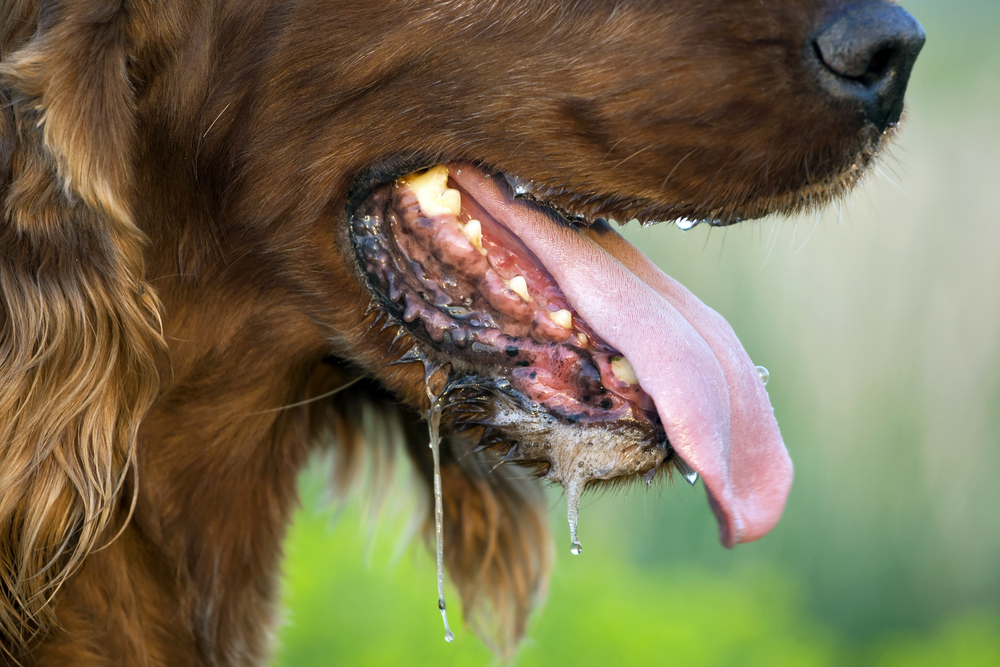 Excessive drooling in Irish Setter dog on a hot summer day