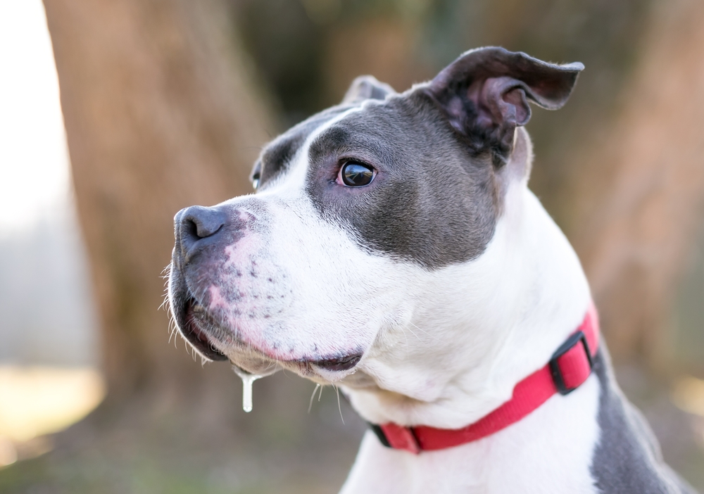 A gray and white pit bull terrier mixed breed dog with excessive drooling
