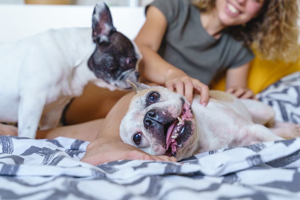Dogs slobbering in bed with pet parent in background