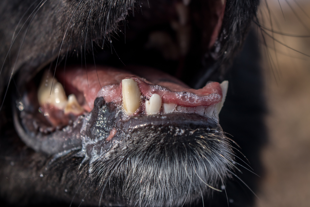 Close-up shot of dog's mouth showing drooling, a lot of saliva on the tongue, yellow teeth