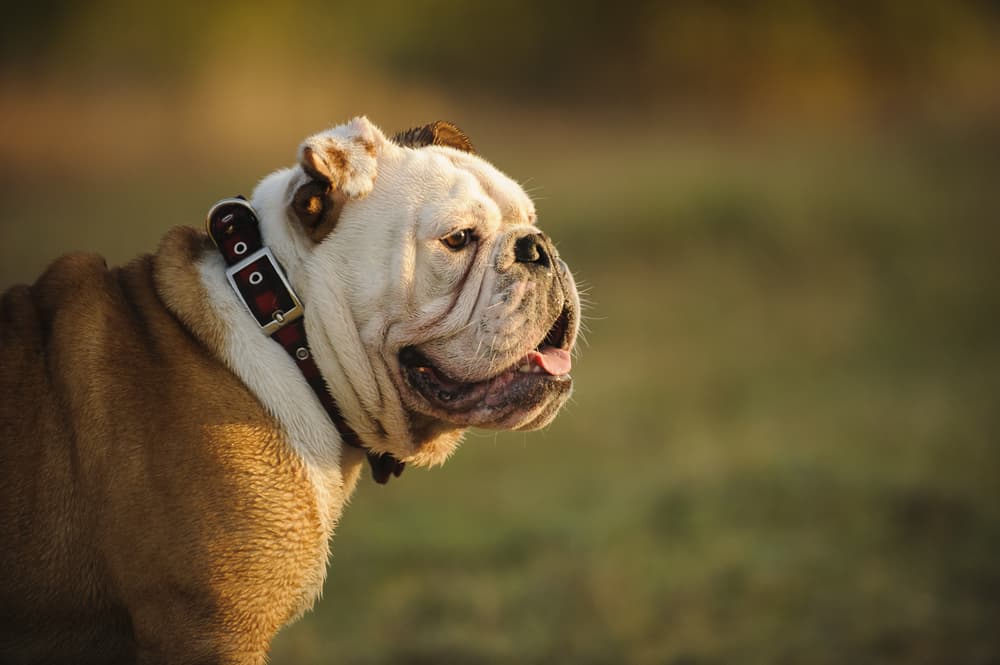 Bulldog standing outside in the evening glow