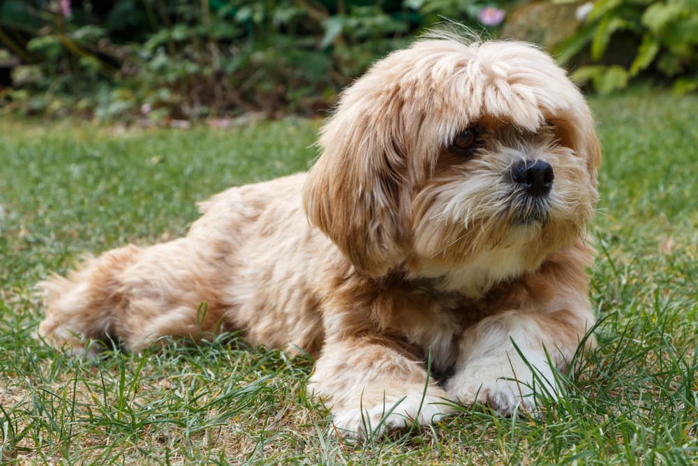 Lhasa Apso flat faced dog laying in the grass