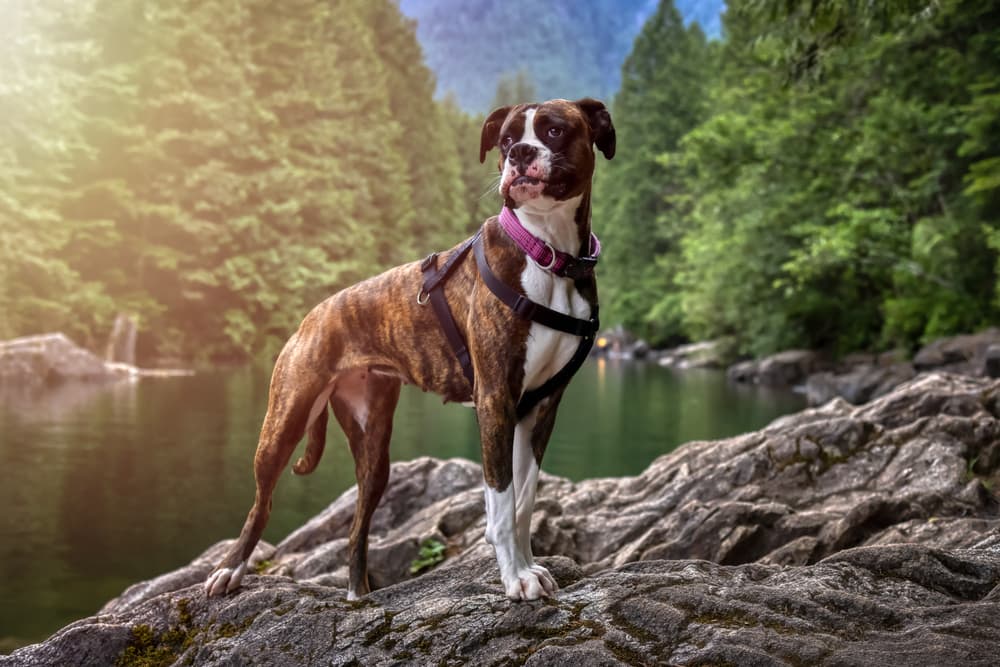 Beautiful Boxer flat faced dog standing in forest