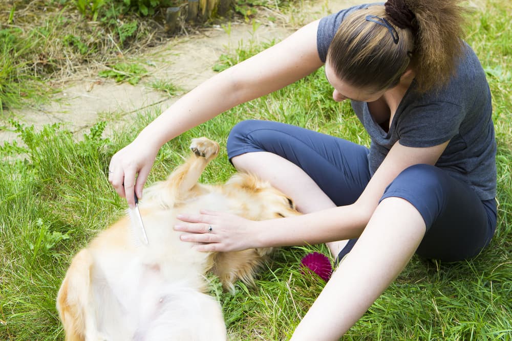 Woman combing dog's fur looking for fleas outside