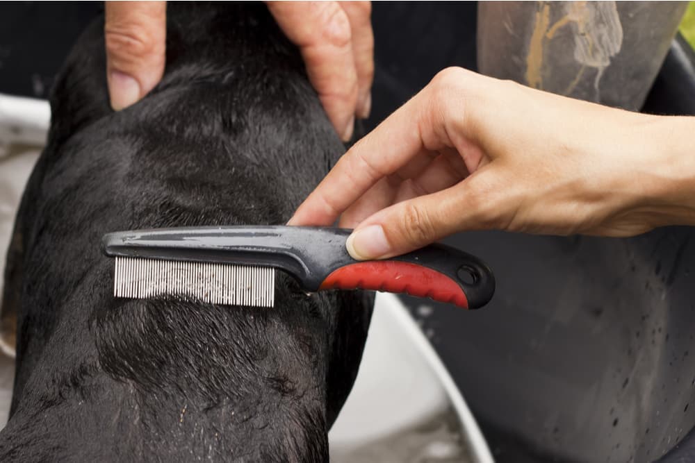 Woman using a flea comb on a dog