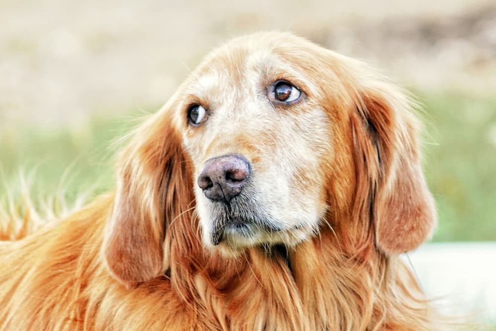 Dog looking up to camera wondering if it can learn new tricks