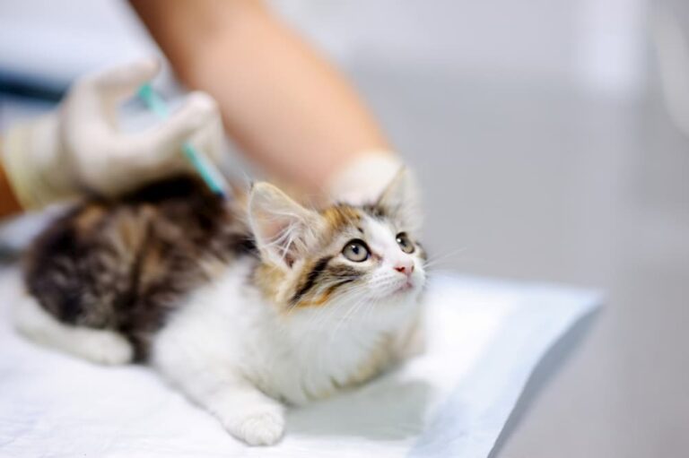 Cat getting FVRCP vaccine