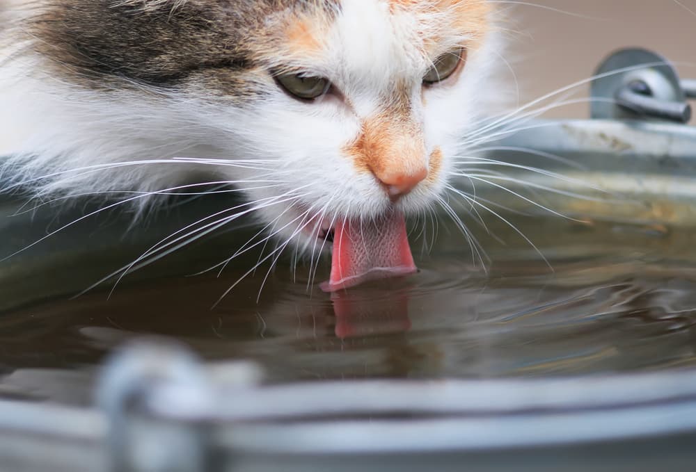 Cat drinking water outside
