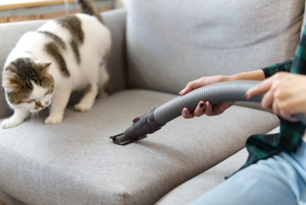 Preventing giardia in cats by vacuuming