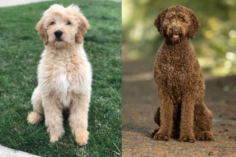 Goldendoodle and Labradoodle dogs