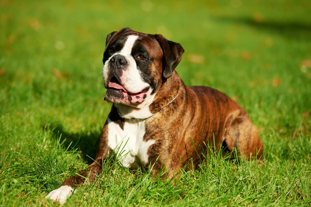 Boxer dog laying in the grass