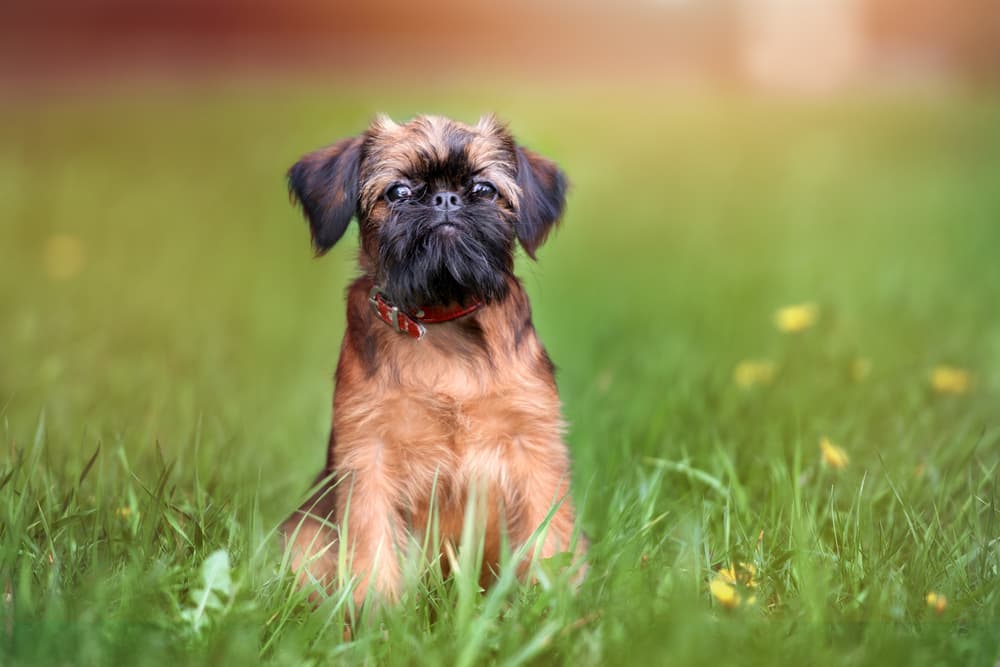 Brussels Griffon puppy hanging out in the meadow being goofy
