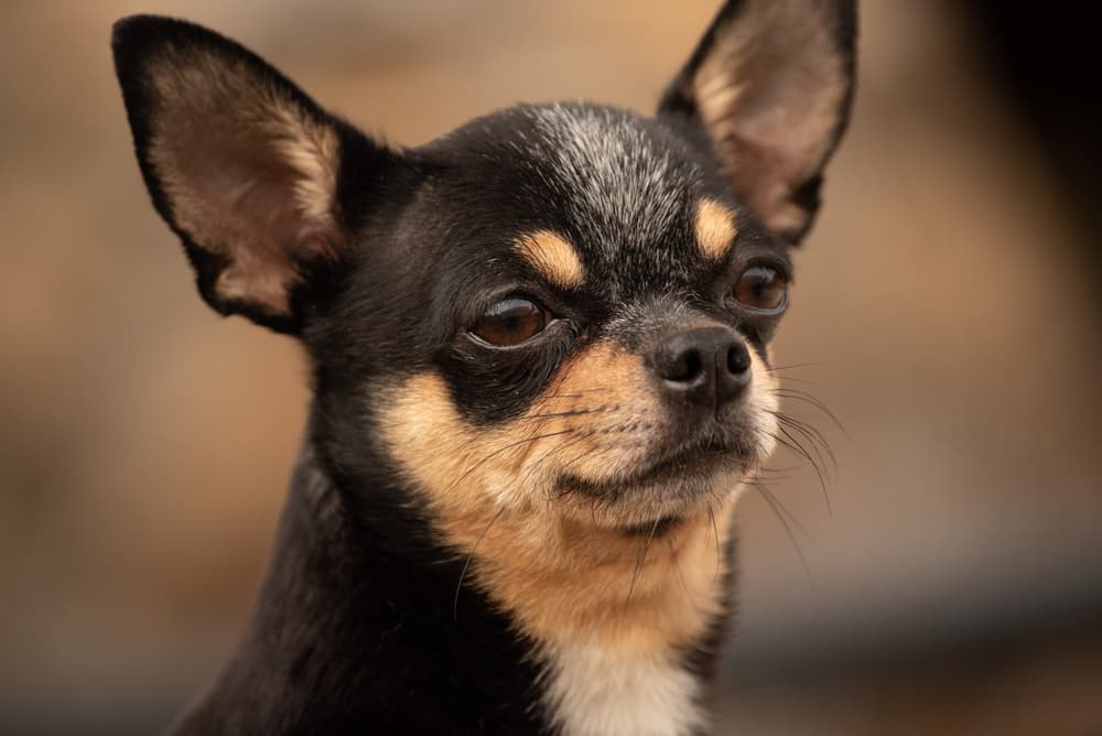 Chihuahua squinting