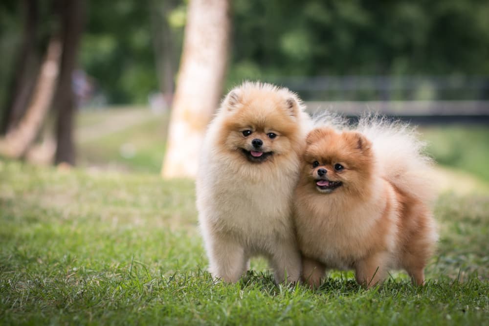 Pomeranian dogs smiling outside