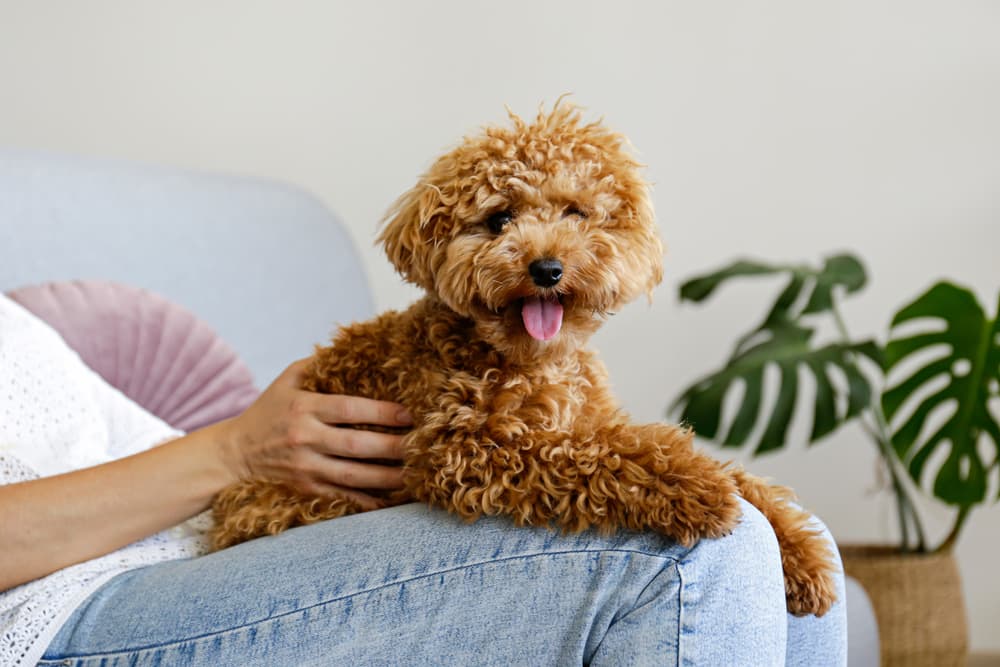 Poodle sitting on their owner's lap happy