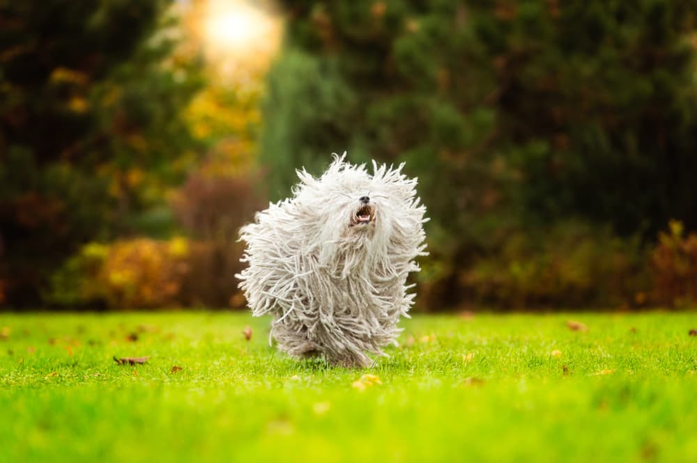 Goofy dog breed puli running in a meadow