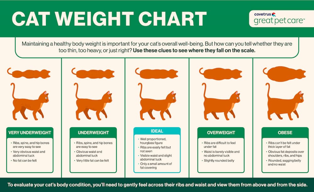 Cat body weight chart