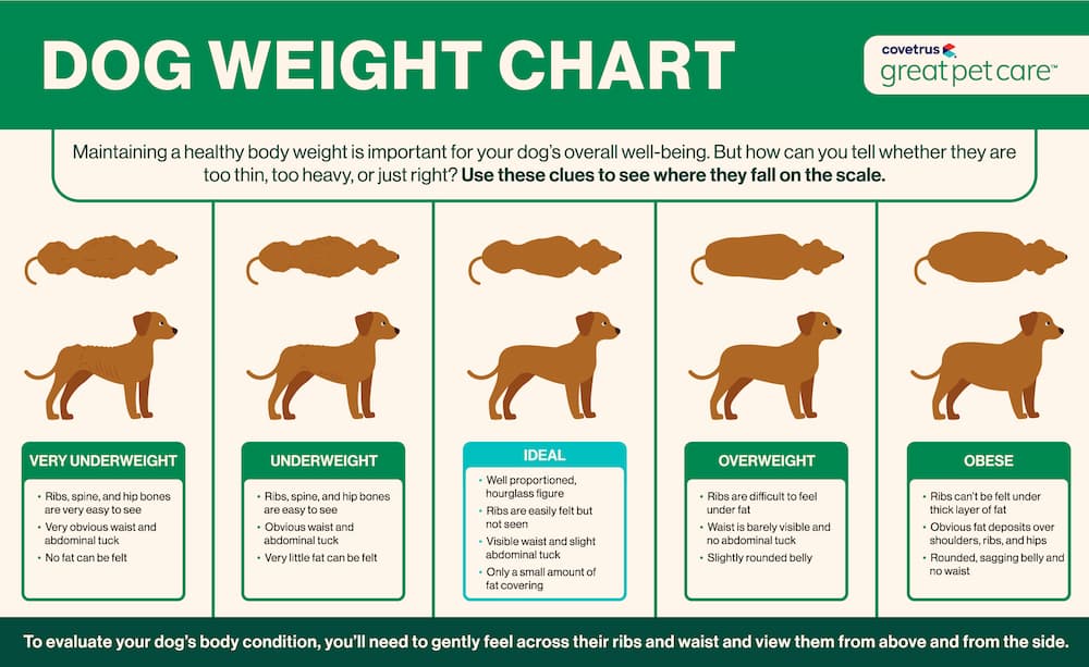 Dog body weight chart