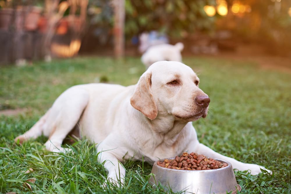 Dog with big bowl of food