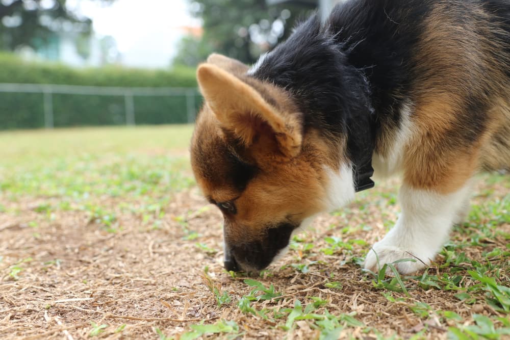 How Do Dogs Get Worms?