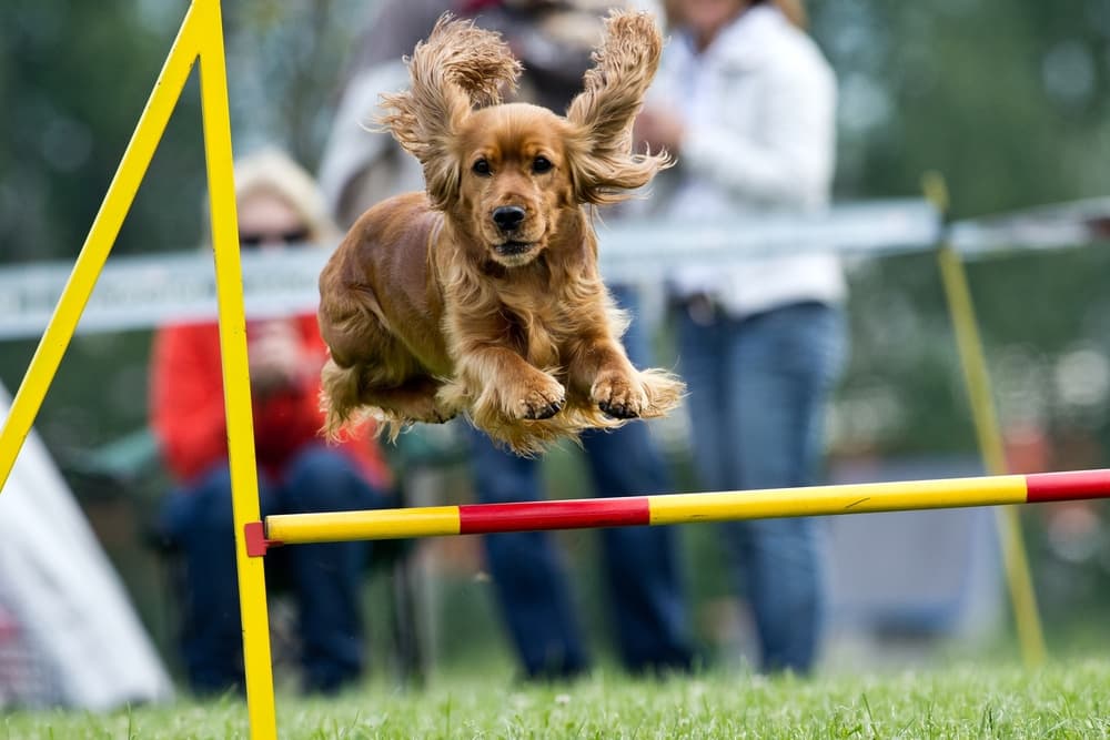 Dog at agility training jumping over hurdle
