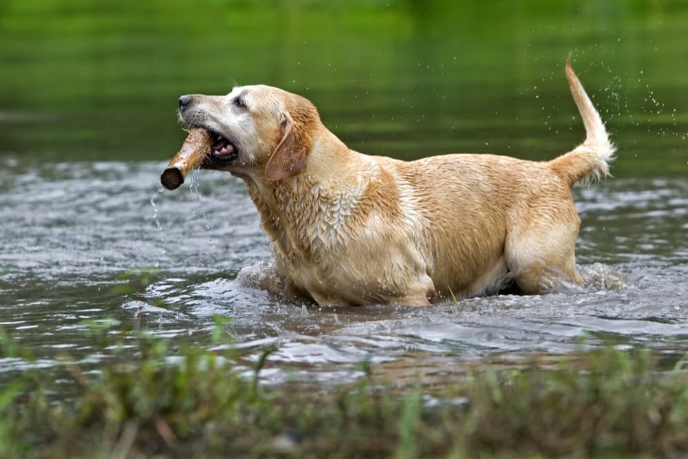 Labrador retrieving a stick from the water