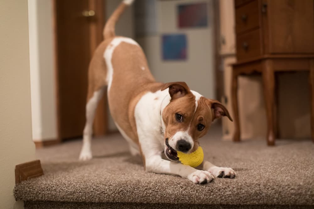 Dog playing indoors with ball