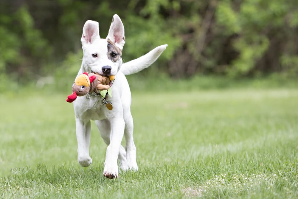 Puppy playing outdoors with toy