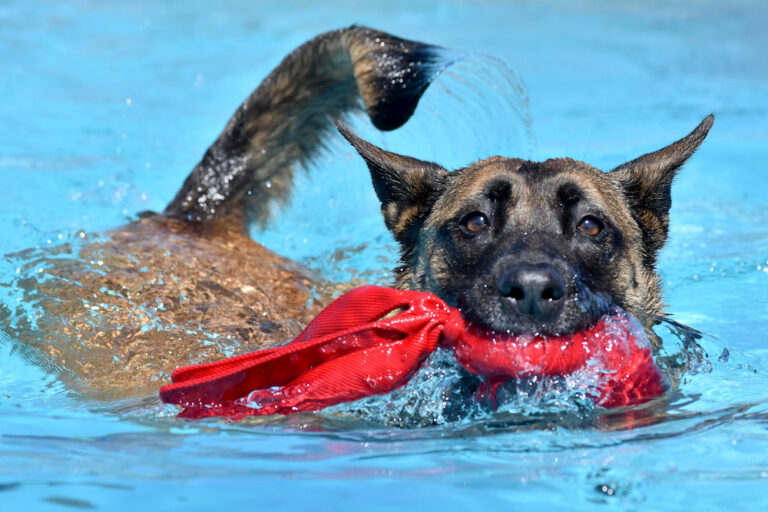 Dog swimming with toy in a pool